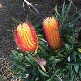 Banksia seminuda (red styles) - 2 gallon plant