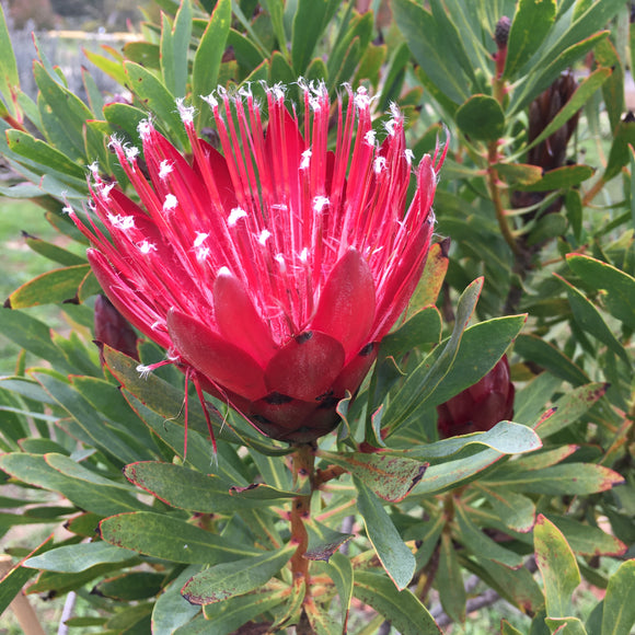 Protea 'Clark's Red' - 2 gallon plant