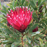 Protea 'Clark's Red' - 2 gallon plant