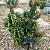 Euphorbia royleana - 4 inch plant