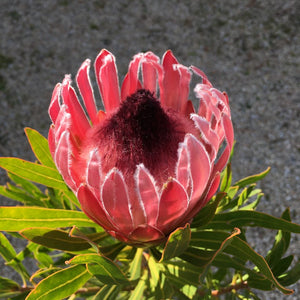 Protea longifolia (pink) - 2 gallon plant