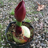 Scadoxus puniceus - 1 gallon plant