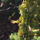 Salvia spathacea 'Cerro Alto' - 1 gallon plant