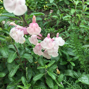 Salvia greggii 'Stormy Pink' - 1 gallon plant