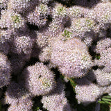 Agathosma capensis - 1 gallon plant