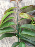 Eupomatia laurina (edible fruit) - 2 gallon plant