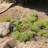 Chrysocephalum apiculatum 'Mini Golden Buttons' - 1 gallon plant