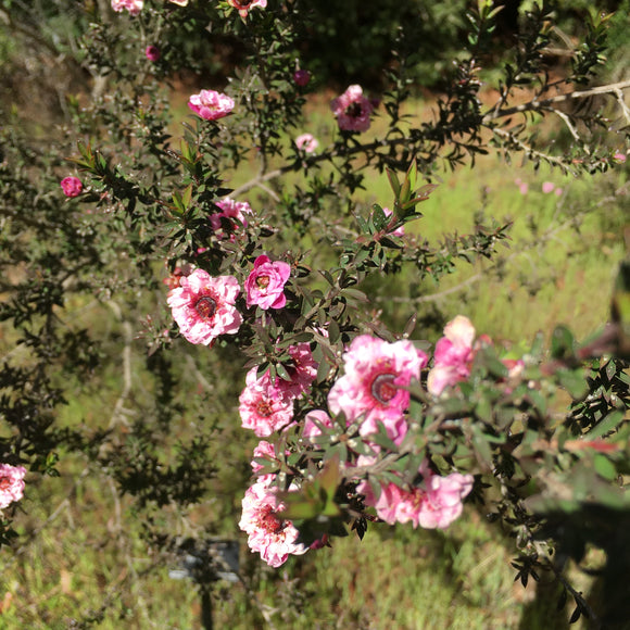 Leptospermum 'Tasman Ruffles' - 1 gallon plant