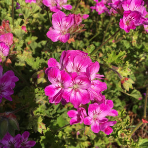 Pelargonium 'Sonoma Lavender' - 1 gallon plant