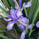 Iris longipetala - 1 gallon plant