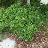 Pelargonium 'Chocolate Mint' - 1 gallon plant