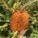 Banksia dryandroides - 5 gallon plant