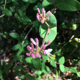 Lonicera hispidula - 1 gallon plant