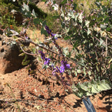 Veronica perfoliata - 1 gallon plant