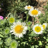 Erigeron glaucus 'White Lights' - 1 gallon plant