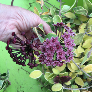 Hoya carnosa variegated (new growth dark pink) - 6 inch hanging plant