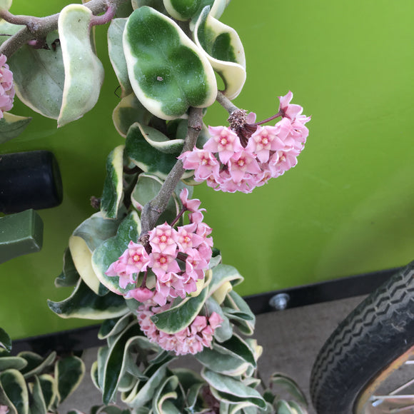 Hoya carnosa 'Regalis' - 6 inch hanging plant