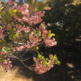 Elaeocarpus reticulatus (pink flower) - 1 gallon plant