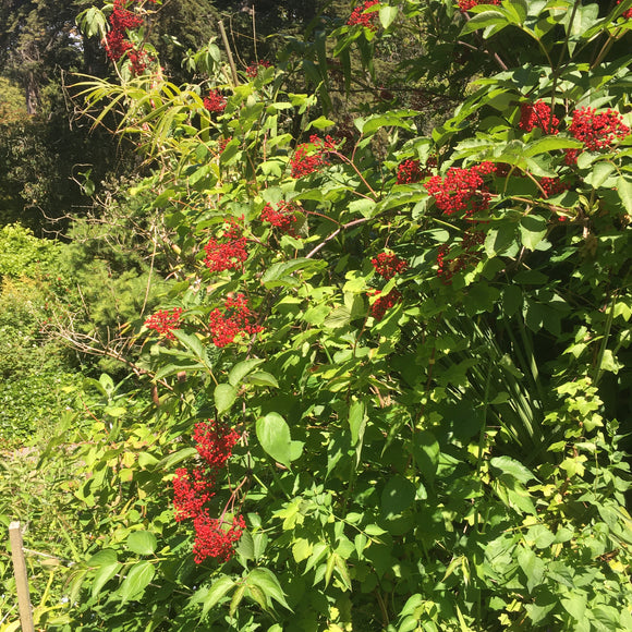 Sambucus racemosa var. racemosa - 1 gallon plant