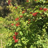 Sambucus racemosa var. racemosa - 1 gallon plant