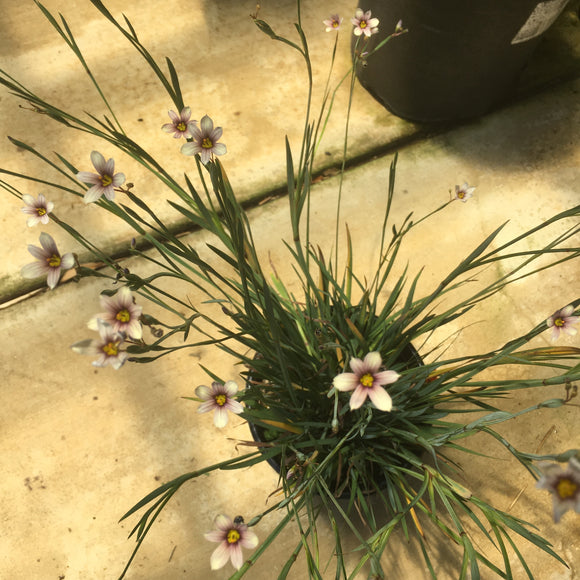 Sisyrinchium 'Quaint and Queer' - 1 gallon plant