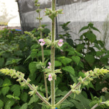 Salvia radula - 1 gallon plant