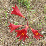 Rhodophiala bifida - 1 gallon plant