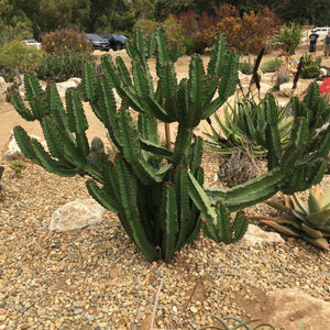 Euphorbia 'Green Zebra' - 4 inch plant