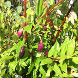 Fuchsia glazioviana - 1 gallon plant