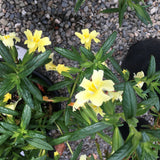 Diplacus 'Limoncello' - 1 gallon plant