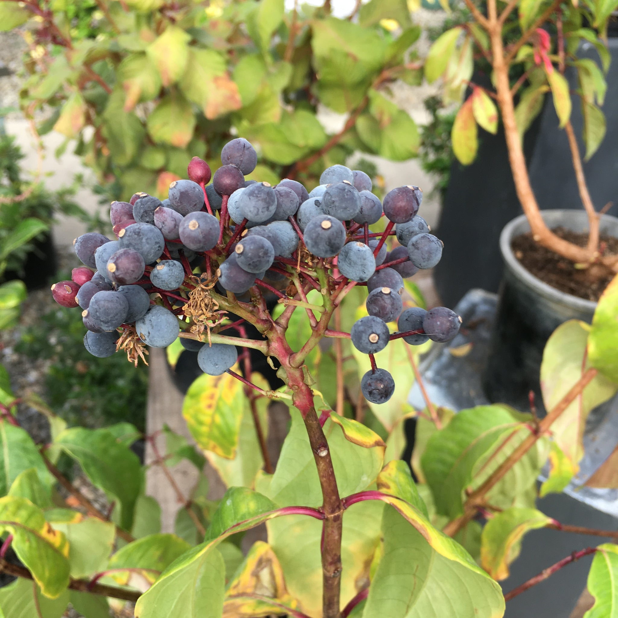 Fuchsia arborescens 'Blutini'
