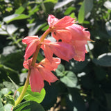 Salvia splendens 'Peach' - 1 gallon plant