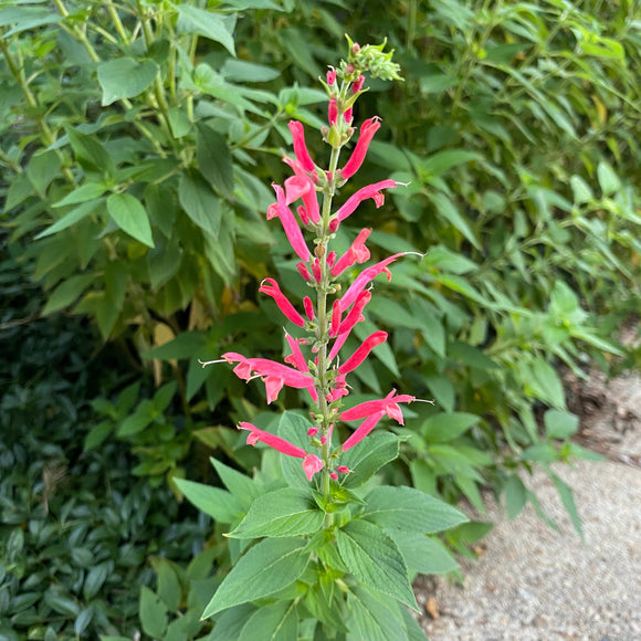 Salvia elegans 'Frieda Dixon' - 1 gallon plant