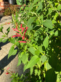 Salvia elegans 'Frieda Dixon' - 1 gallon plant