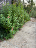 Salvia elegans 'Frieda Dixon' - 1 gallon plant