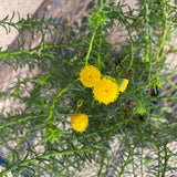 Chrysocoma cernua - 1 gallon plant