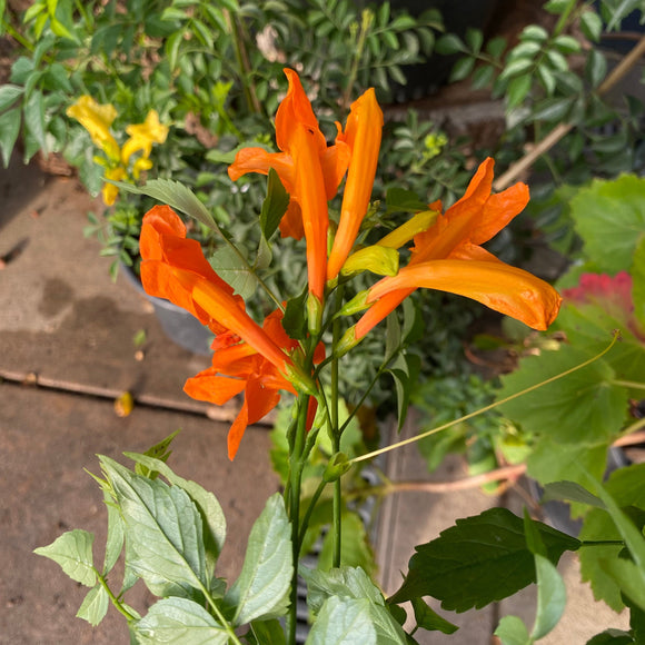 Tecomaria capensis 'Orange' - 1 gallon plant