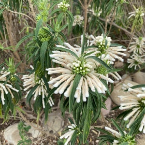 Leonotis leonurus (white flower) - 5 gallon plant