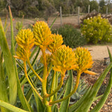 Aloidendron tongaense - 2 gallon plant