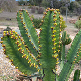 Euphorbia 'Green Zebra' - 4 inch plant