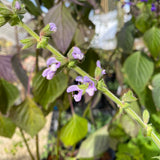 Salvia radula - 1 gallon plant