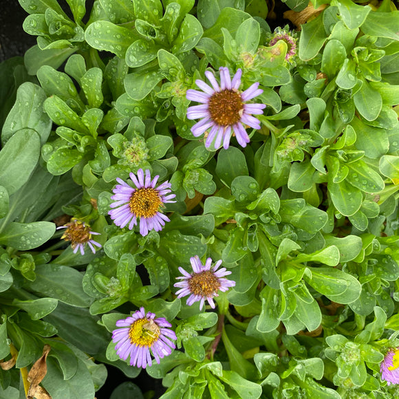 Erigeron glaucus 'Cape Sebastian' - 1 gallon plant