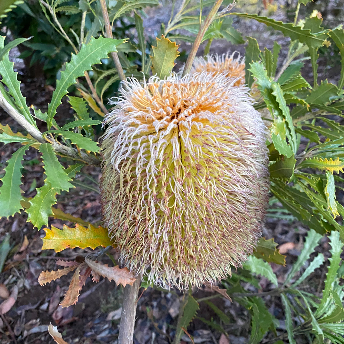 Banksia baueri 2 gallon plant Norrie's Gift and Garden Shop at the