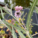 Guichenotia macrantha - 1 gallon plant
