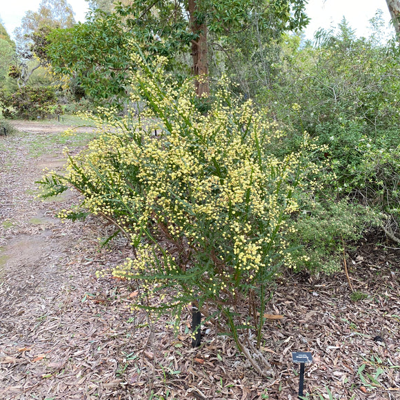 Acacia alata - 1 gallon plant