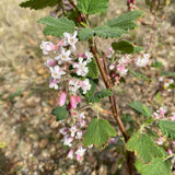 Ribes sanguineum 'Dancing Tassels' - 1 gallon plant