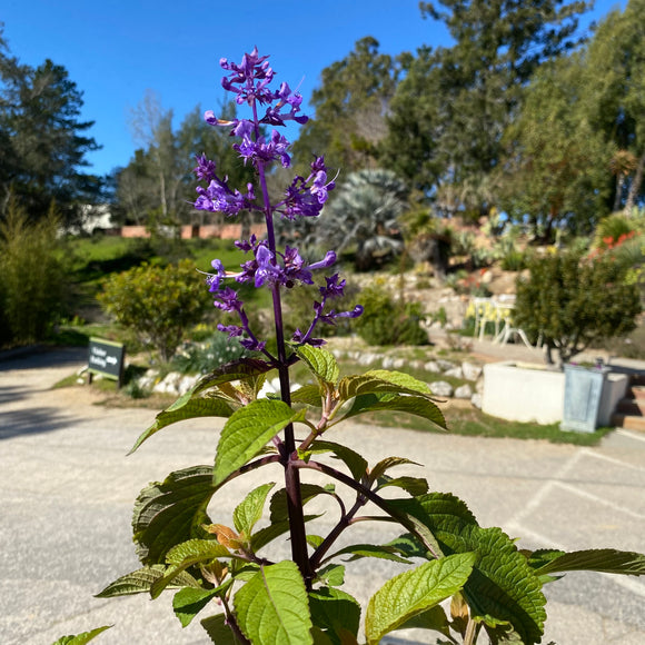 Plectranthus ecklonii - 2 gallon plant