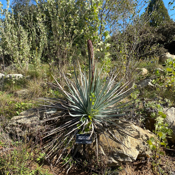Hesperoyucca whipplei - 1 gallon plant