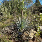 Hesperoyucca whipplei - 1 gallon plant
