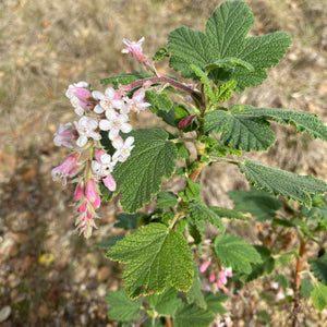 Ribes sanguineum 'Dancing Tassels' - 1 gallon plant